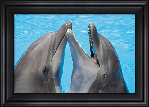 Framed Atlantic Bottlenose Dolphins Print