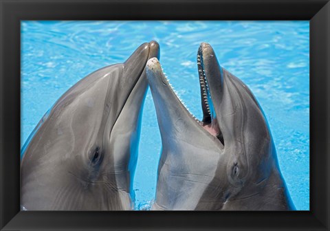 Framed Atlantic Bottlenose Dolphins Print