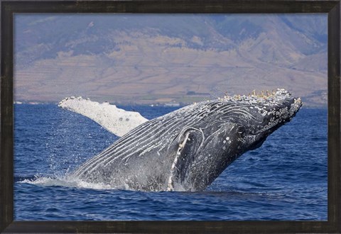 Framed Breaching Humpback Whale, Off the Coast Of Hawaii Print