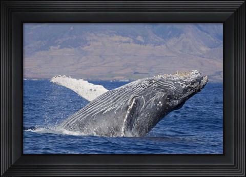 Framed Breaching Humpback Whale, Off the Coast Of Hawaii Print
