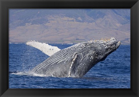 Framed Breaching Humpback Whale, Off the Coast Of Hawaii Print