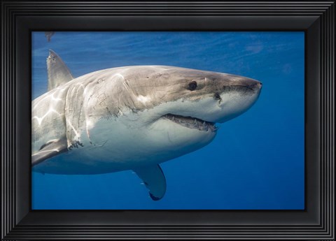 Framed Great White Shark Print