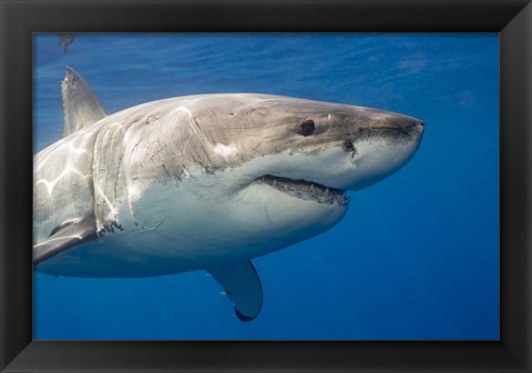 Framed Great White Shark Print