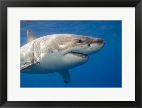 Framed Great White Shark Print