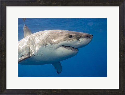 Framed Great White Shark Print