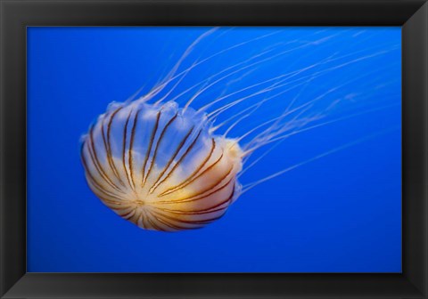 Framed Compass Jellyfish Print