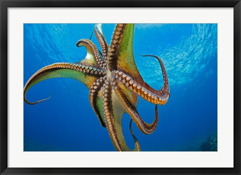 Framed Day Octopus Print