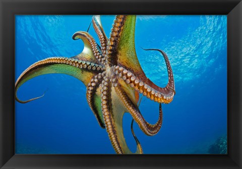 Framed Day Octopus Print