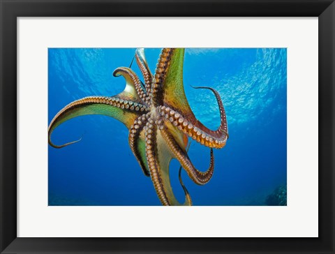 Framed Day Octopus Print