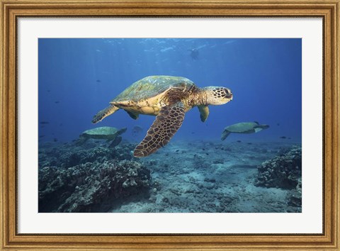 Framed Green Sea Turtles Off Maui, Hawaii Print