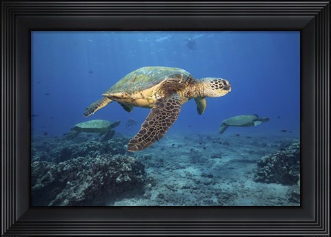 Framed Green Sea Turtles Off Maui, Hawaii Print