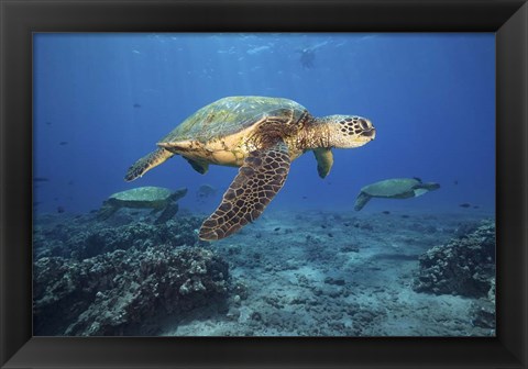 Framed Green Sea Turtles Off Maui, Hawaii Print