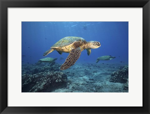 Framed Green Sea Turtles Off Maui, Hawaii Print