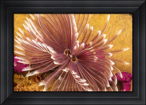 Framed Indian Feather Duster Worm Print