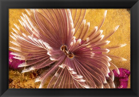 Framed Indian Feather Duster Worm Print