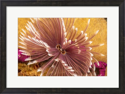 Framed Indian Feather Duster Worm Print