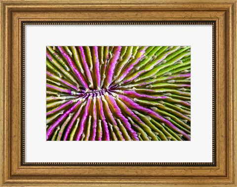 Framed Mouth Detail Of a Colorful Mushroom Coral Print