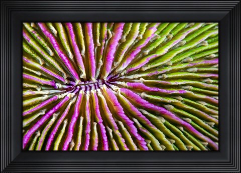 Framed Mouth Detail Of a Colorful Mushroom Coral Print