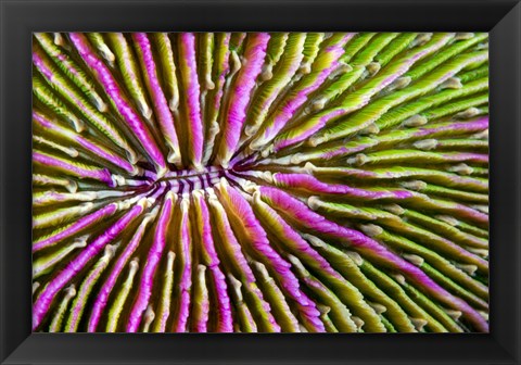 Framed Mouth Detail Of a Colorful Mushroom Coral Print