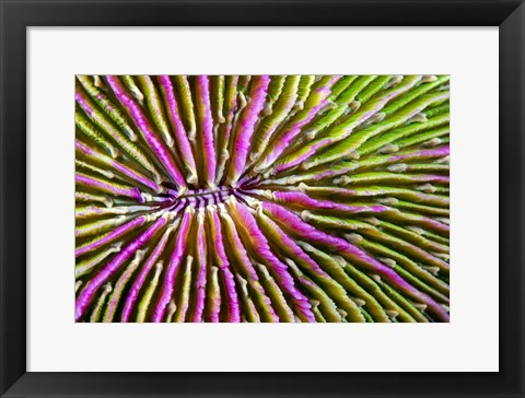 Framed Mouth Detail Of a Colorful Mushroom Coral Print