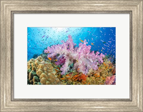 Framed Reef Scene Of Alcyonaria Coral With Schooling Anthias Print