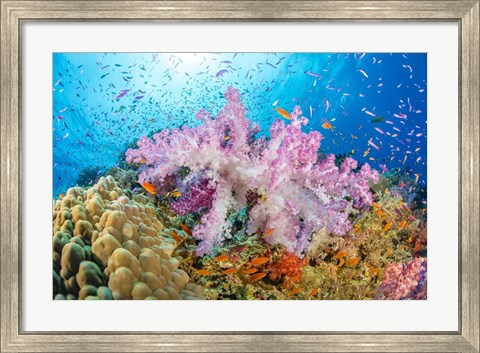 Framed Reef Scene Of Alcyonaria Coral With Schooling Anthias Print