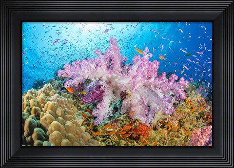 Framed Reef Scene Of Alcyonaria Coral With Schooling Anthias Print