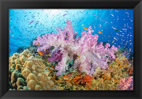 Framed Reef Scene Of Alcyonaria Coral With Schooling Anthias Print