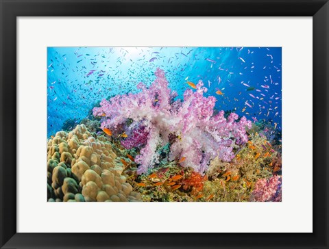 Framed Reef Scene Of Alcyonaria Coral With Schooling Anthias Print