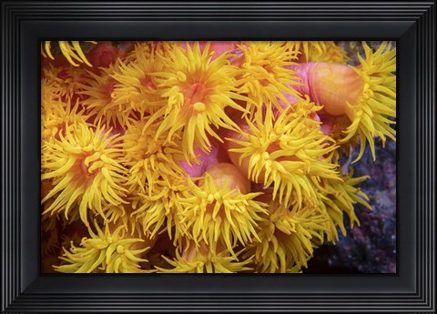 Framed Close Look At Orange Cup Coral Print
