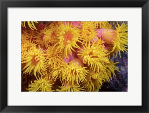 Framed Close Look At Orange Cup Coral Print