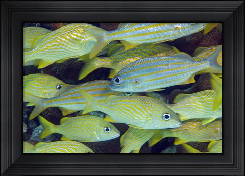 Framed Schooling Smallmouth Grunts Print