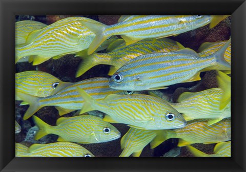 Framed Schooling Smallmouth Grunts Print