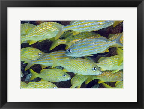 Framed Schooling Smallmouth Grunts Print