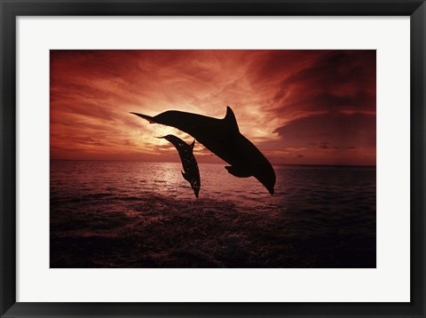 Framed Pair Of Atlantic Bottlenose Dolphins Print