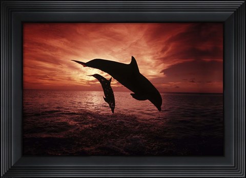 Framed Pair Of Atlantic Bottlenose Dolphins Print