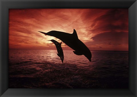 Framed Pair Of Atlantic Bottlenose Dolphins Print