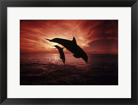 Framed Pair Of Atlantic Bottlenose Dolphins Print