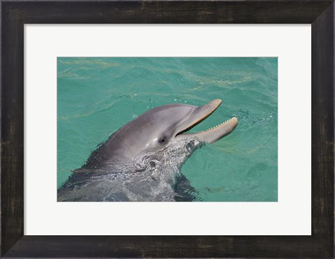 Framed Atlantic Bottlenose Dolphin Print