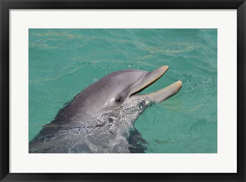Framed Atlantic Bottlenose Dolphin Print