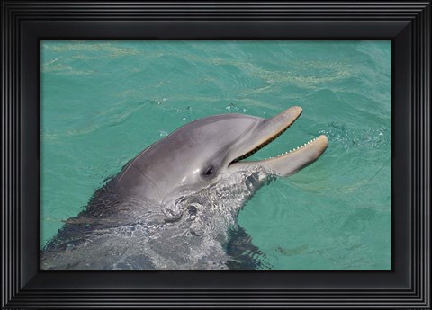 Framed Atlantic Bottlenose Dolphin Print