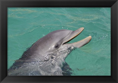 Framed Atlantic Bottlenose Dolphin Print