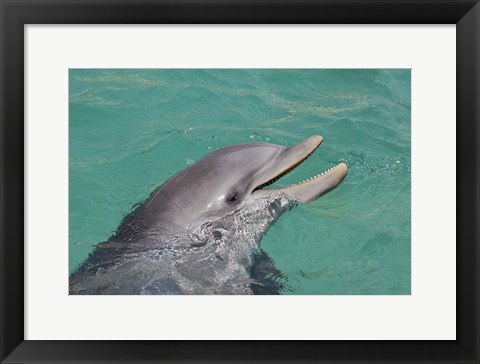 Framed Atlantic Bottlenose Dolphin Print