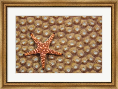Framed Marble Starfish On Hard Coral, Fiji Print