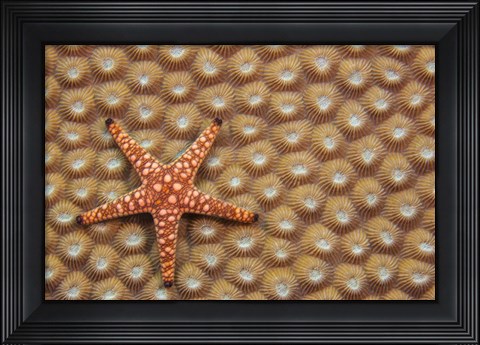 Framed Marble Starfish On Hard Coral, Fiji Print