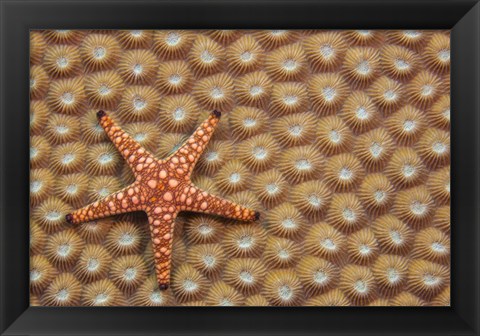 Framed Marble Starfish On Hard Coral, Fiji Print