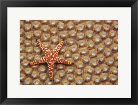 Framed Marble Starfish On Hard Coral, Fiji Print