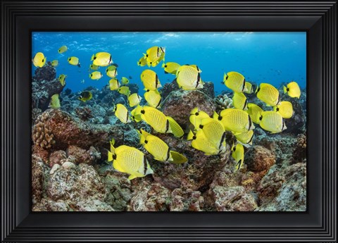 Framed Schooling Milletseed Butterflyfish Print