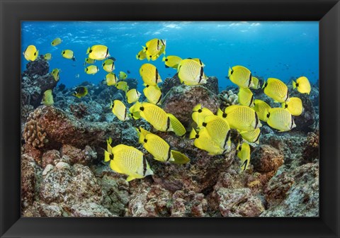 Framed Schooling Milletseed Butterflyfish Print