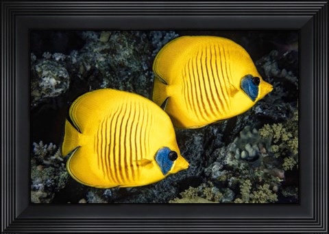 Framed Masked Butterflyfish Print